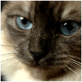 Oph�lia
